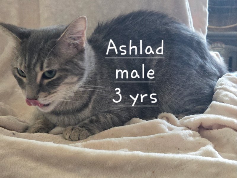 Ashlad